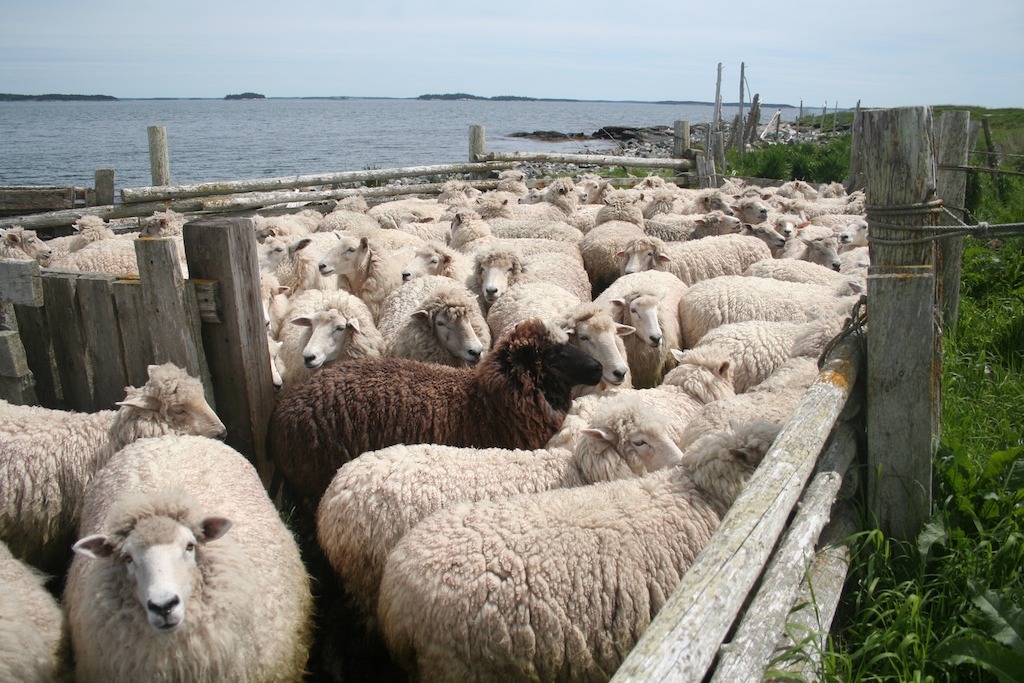 nash island shearing